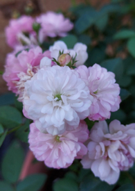 ����ɱ�������